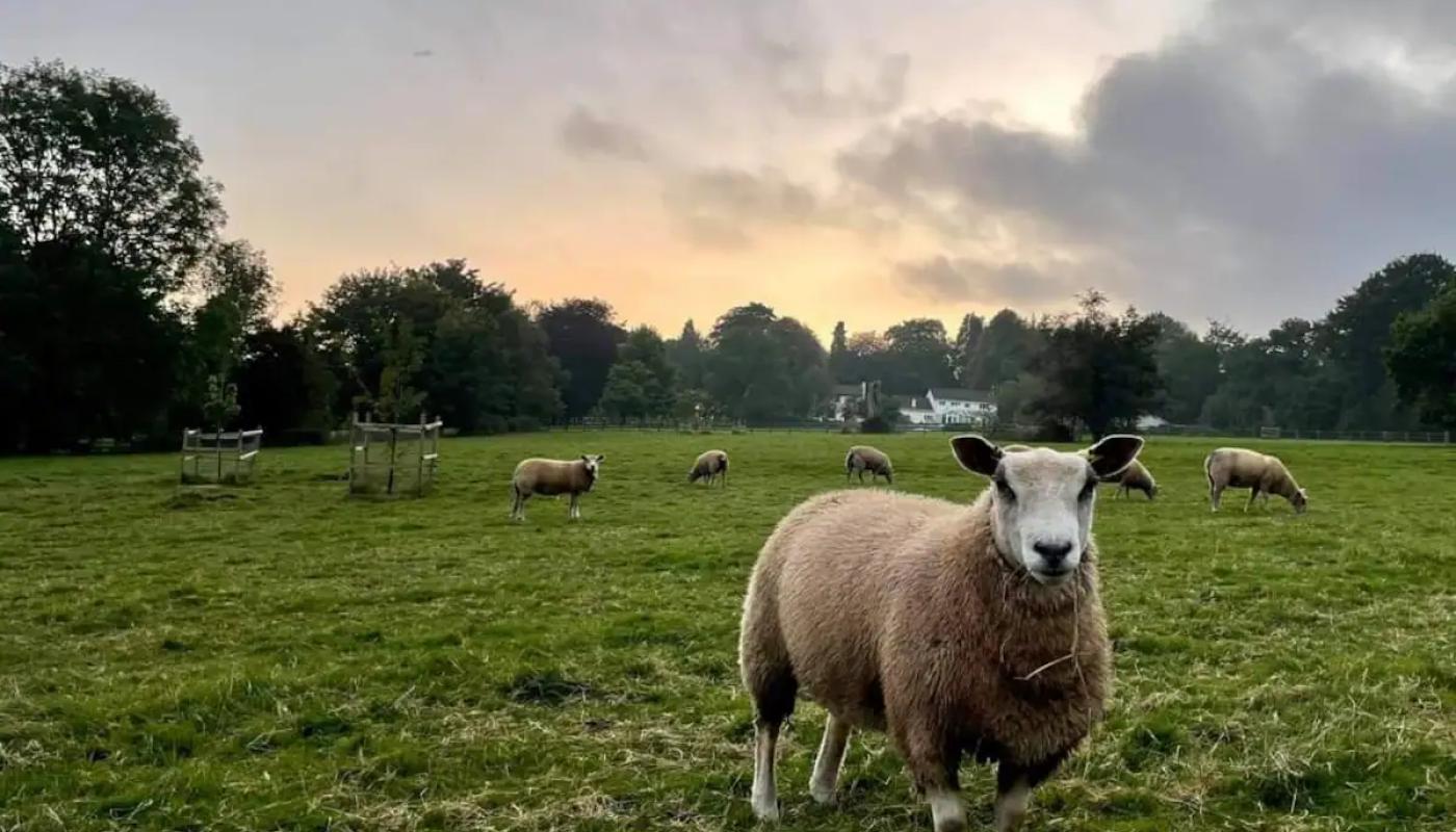 Sheep looking at the camera