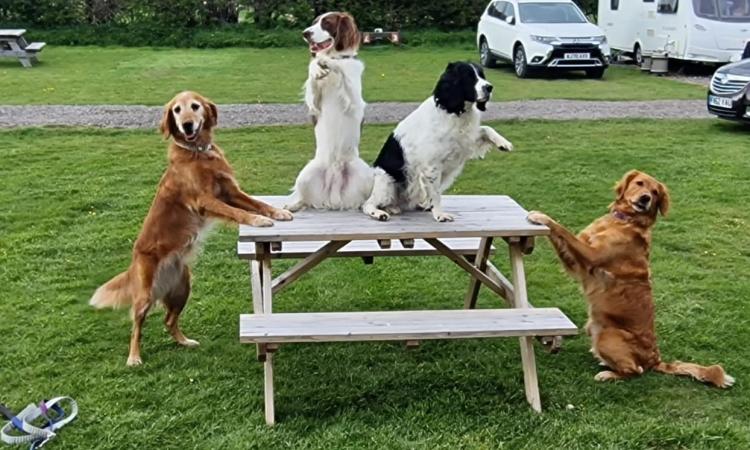 Dogs